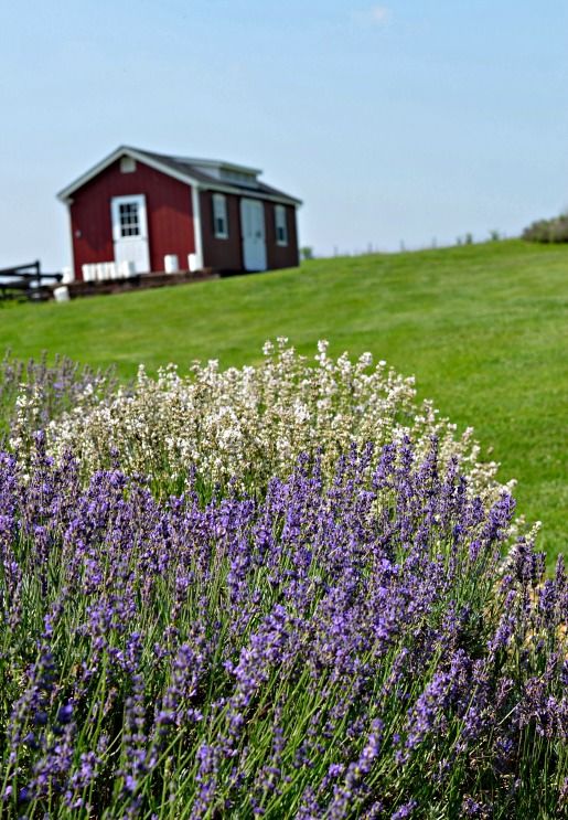 White Oak Lavender farm