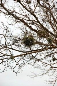 Airplants